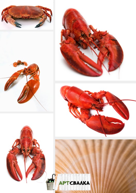 Варенные раки и крабы | Boiled crawfish and crabs